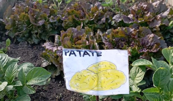 Immagini del progetto