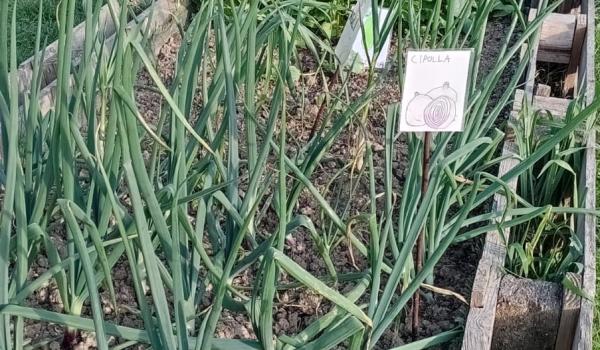 Immagini del progetto