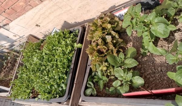 Immagini del progetto